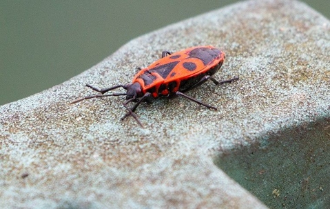Boxelder bug