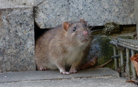 rodent