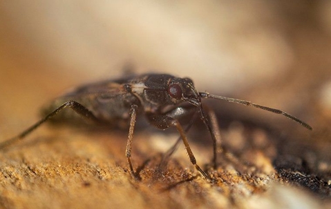 Elm seed bug