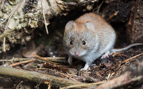 Voles