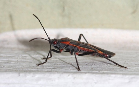 boxelder bugs