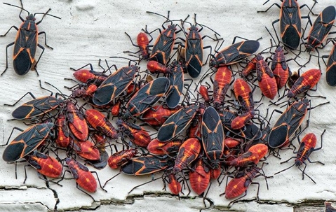 Boxelder bugs