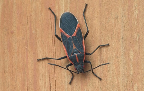 Boxelder Bug Control