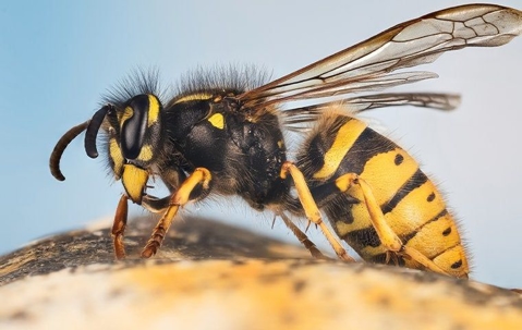 wasp