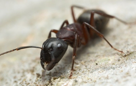 Ant