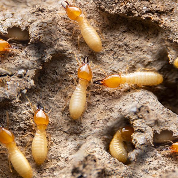 Termite Control